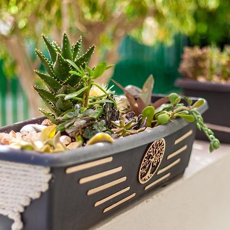 דירות מספאלומס Cactus מראה חיצוני תמונה